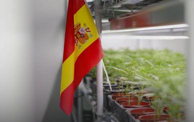 Spain approves medical cannabis regulation